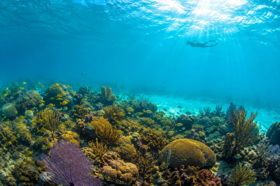 The reef and clear water at John Pennekamp Coral Reef State Park.